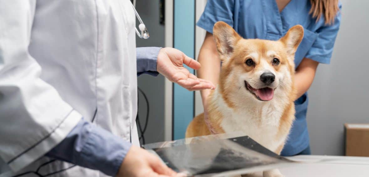 Vet clinic